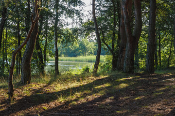 Morning forest in the rays of the sun and the lake.