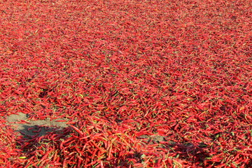 drying up of Red chilli