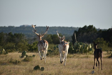 close up portrait of a fallow deer herd at sunset