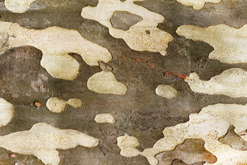 Embossed texture of the brown bark, as background for your design.