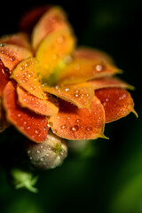 a orange flower blooming covered in morning dew