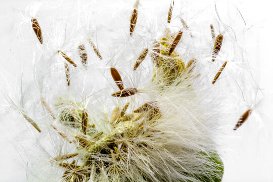 Graines de lastron piquant, laiteron rude, sonchus asper 