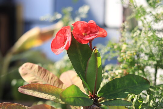 Cactus flowwer