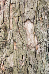 Embossed texture of the brown bark, as background for your design.