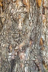 Embossed texture of the brown bark, as background for your design.