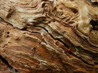 Beautiful old wood surface. Close-up. The texture is clearly visible.