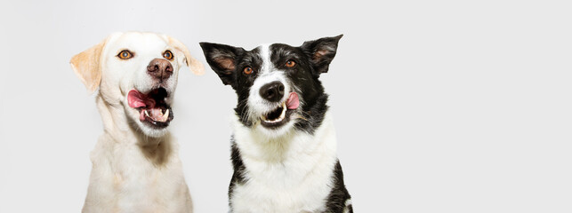 banner funny two dogs licking its nose with tongue out. Isolated on gray background.