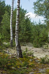 Obraz premium Birch in a pine forest. Close-up