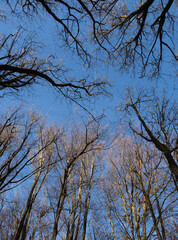 Wnter Trees