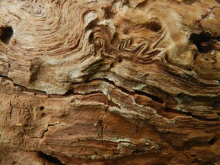 Beautiful old wood surface. Close-up. The texture is clearly visible.