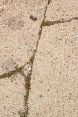 Crack in concrete slab from which the grass grows. Сoncrete slab with stone crumbs. 