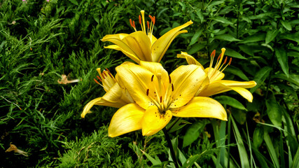 Fototapeta premium Yellow lily on a green background.