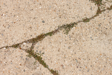 Crack in concrete slab from which the grass grows. Сoncrete slab with stone crumbs. 