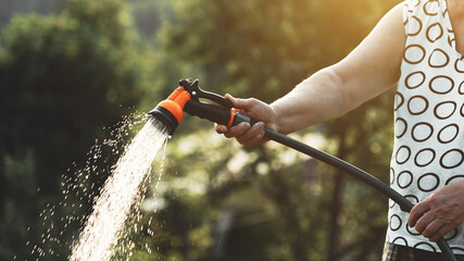 Senior woman watering plants from a garden hose at a suburban summer cottage. Beautiful warm summer...