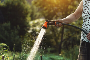 Senior woman watering plants from a garden hose at a suburban summer cottage. Beautiful warm summer evening.