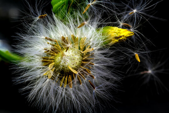 Inflorescence de laiteron rude, lastron piquant, sonchus asper 