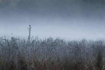 Poranna mgła na tajemniczej łące