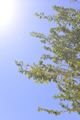 Fondo de planta con hojas verdes sobre fondo azul