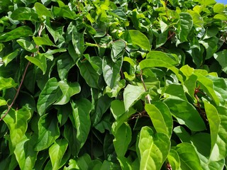 Schisandra chinensis green foliage background in sun light