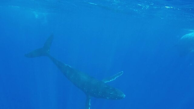 Giant humpback whale swims underwater toward camera then flips upside down to show his white belly