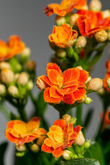 a blooming plant full of orange flowers covered in water droplets after being watered 