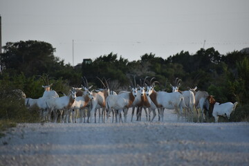 close up portrait of a Scimitar Oryx herd