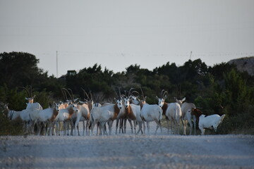 close up portrait of a Scimitar Oryx herd