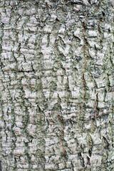 Embossed texture of the brown bark, as background for your design.
