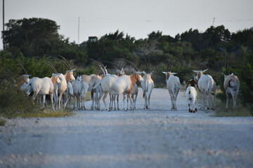 close up portrait of a Scimitar Oryx herd