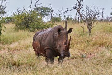 Big white rhino standing in the grass