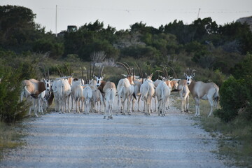 close up portrait of a Scimitar Oryx herd