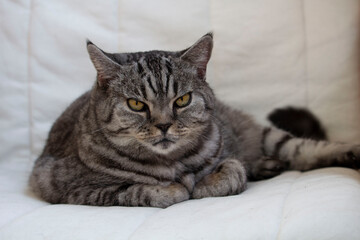 Cute British cat tabby color lying on the chair close-up