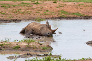 White rhino bathing in the water