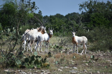 Obraz na płótnie Canvas close up portrait of a Scimitar Oryx herd
