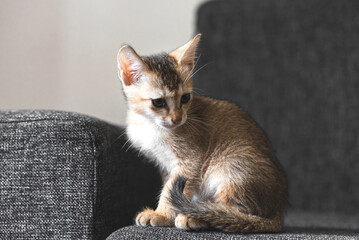 Fototapeta na wymiar Cute small tabby Bengal kitten sits on the couch, copy paste text, soft focus