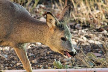 young fawn portrait in the nature in a sunny day