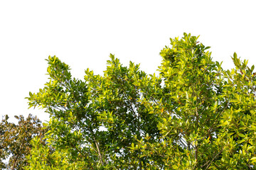 branches of a tree isolated on white background