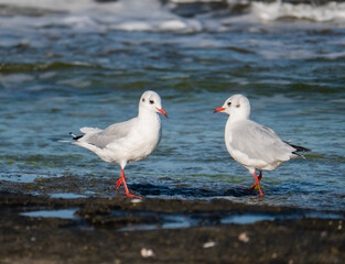 seagull on the shore