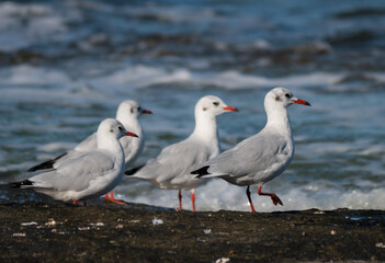 seagulls on the rock