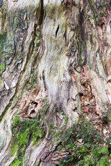 Embossed texture of the brown bark, as background for your design.