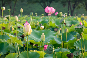 a scene of many lotus flower blooming in the pond.