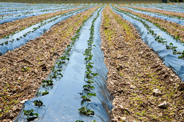 Strawberry plantation under mulch foil and with drip irrigation. Strawberries field at summer....