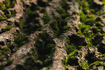 Green moss on the bark of a tree. Macro photo with sunlight