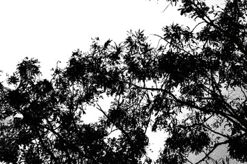 branches of a tree isolated on white background