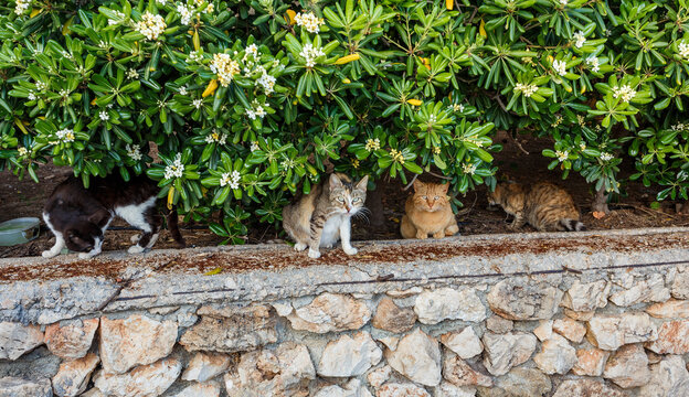 abandoned homeless animals.no house cats sitting on outdoor. cats are living in theis house outdoors. .concept the human impact to have on animals.