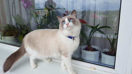 Ragdoll kot © Katarzyna