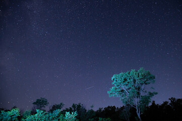 Starry sky and milky way with tree