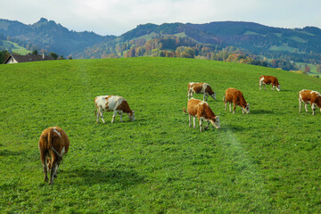 Fototapeta na wymiar Group cow is eatting grass in farm at swiss