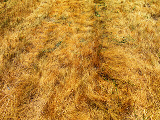 dried autumn grass in steppe as background.