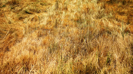 dried autumn grass in steppe as background